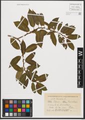 Foto von Salix triandra L.